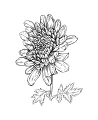 Vector illustration of black line chrysanthemum isolated on white background