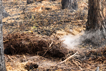 Smoke rising from a burned forest. Forest Fire. Development of forest fire. Flame is starting damage of trunk. Severe burn Fire destroyed everything Left only scorched trees and ashes