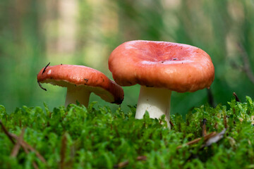 Russula mushroom with a red hat. Sunny day in the woods.