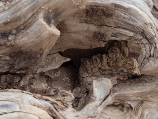 Abstract intricate wooden texture. Close-up of the texture of a curved dry tree trunk with a hole. Twisted driftwood texture