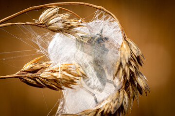 Ammen Dornfinger Spinne im Brutgespinst im Feld