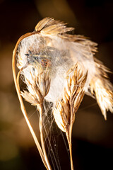 Ammen-Dornfinger Spinne im Brutgespinst im Feld