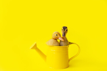 two small yellow and variegated duckling in metal watering can on yellow background, selective focus © ksenija1803z