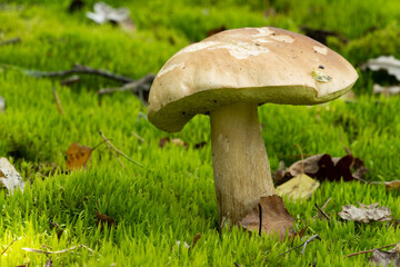 White mushroom in the forest against the background of green vegetation. Awesome boletus grows in wildlife. Porcini bolete mushrooms. Soft focus