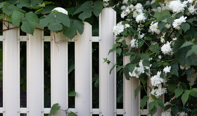 A bush of blooming jasmine on the background of a white metal fence. Summer. Gardening. Banner with...