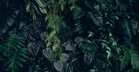 Creative nature leaves background, tropical leaf banner or floral jungle pattern concept.