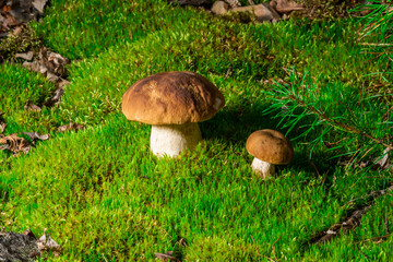 Boletus edulis is edible mushroom. Pporcini on moss in forest. Healthy and delicates food