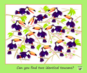 Logic puzzle game for children and adults. Can you find two identical toucans? Page for kids brain teaser book. Task for attentiveness.  IQ test. Play online. Vector cartoon illustration. © nataljacernecka