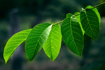 Walnut branch with large green leaves, beautiful shape of juicy green leaves, beautiful natural texture