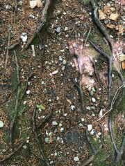 roots in the forest