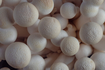 Top view of delicate white shimeji mushrooms.