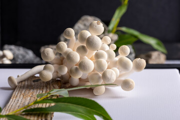 Close-up of delicate white shimeji mushrooms with blurred green willow branch in the foreground.