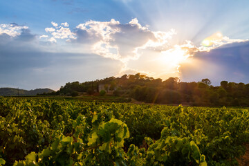 Wineyard in La Roque in Cèze valley in Provence southern France. Rows of wine plants and winery...