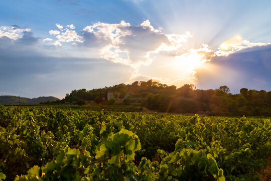 Wineyard in La Roque in C&egrave;ze valley in Provence southern France. Rows of wine plants and winery building in the background at summer sunset with colorful clouds and sun beams. Idyllic dusk atmosphere.