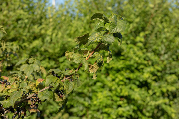 Ripe blackcurrant berries grow on a branch.High quality photo