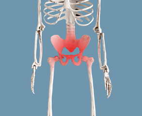 Human skeleton pelvis with red spot. Pelvic pain in reproductive, urinary or digestive systems or from muscles and ligaments. Medical conditions, anatomy concept. High quality photo - obrazy, fototapety, plakaty