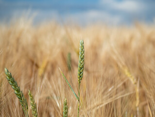 wheat field in the sunshine.