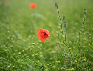Green grass in sunshine close up
