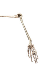 Human skeleton arm isolated on white background. Skeletal system anatomy, science, medical education concept. High quality photo