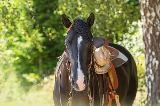 Portrait of a beautiful black quarter horse mare with a western bridle and a saddle in summer outdoors