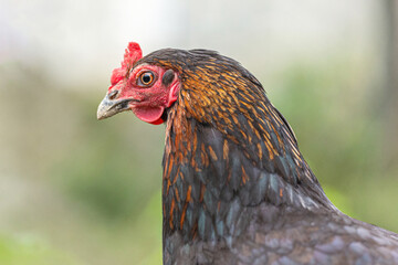 Portrait of a free-range hen in an enclosure in summer outdoors