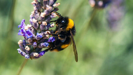 Buff-tailed Bumblebee, Bombus terrestris on lavender flowers