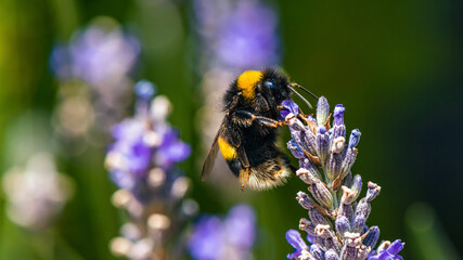 Buff-tailed Bumblebee, Bombus terrestris on lavender flowers