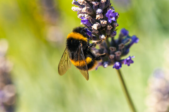 Buff-tailed Bumblebee, Bombus terrestris on lavender flowers