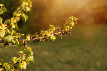 Ripe blackcurrant berries grow on a branch.High quality photo