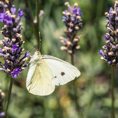 Large White, Pieris brassicae, Butterfly on lavender flowers