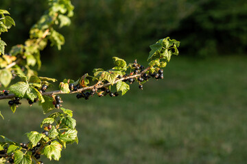 Ripe blackcurrant berries grow on a branch.High quality photo