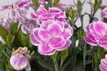 Flower of pink and white Dianthus plant