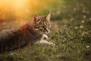 Cat relaxing on the green lawn in the garden.