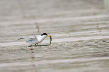 Least Tern on a pier with a tiny fish
