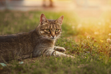 Cat relaxing on the green lawn in the garden.