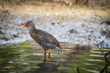 Mangrove Rail (Rallus longirostris)
