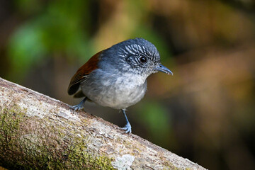 Rufous-backed Antvireo (Dysithamnus xanthopterus)