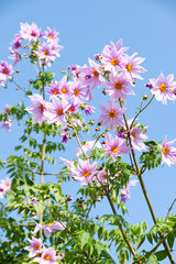 大きな皇帝ダリア