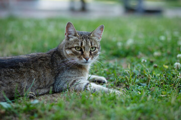 Cat relaxing on the green lawn in the garden.