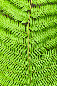 Detail top view of leaf of soft tree fern. Botanic name 'Dicksonia Antarctica'