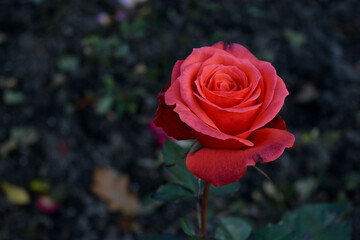 red rose in garden