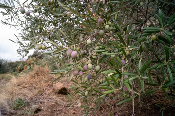 Closeup of olive tree branches with ripe olives on plantation.