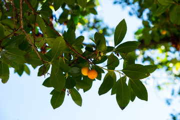 Two orange fruits of the strawberry tree