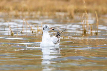 Close-up of a swimming black headed gull with a beautiful orange background