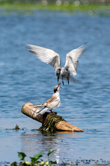 Close-up of a sitting juvenile whiskered tern during feeding