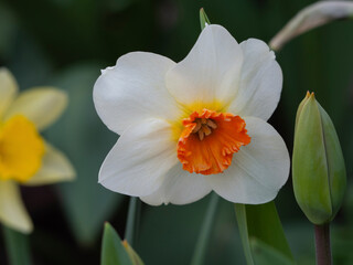 Spring flower Narcissus in the garden close-up.