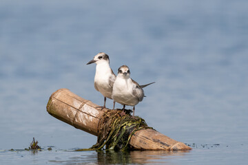 Close-up of two sitting juvenile whiskered tern