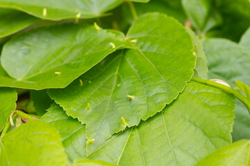fresh green linden leaf with pimples on a branch in spring, natural background of leaves
