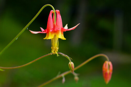 Flowering crimson columbine (Aquilegia formosa), beautiful bicoloured, red and yellow flower
