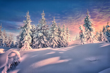 Splendid Alpine scenery in winter. Fantastic frosty morning in forest. snow-cowered pine trees under warm sunlight. Fantastic mountain highland. Amazing winter background. Wonderful Christmas Scene
